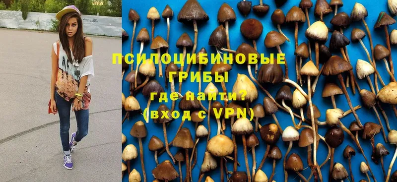 Галлюциногенные грибы Psilocybe  Иланский 